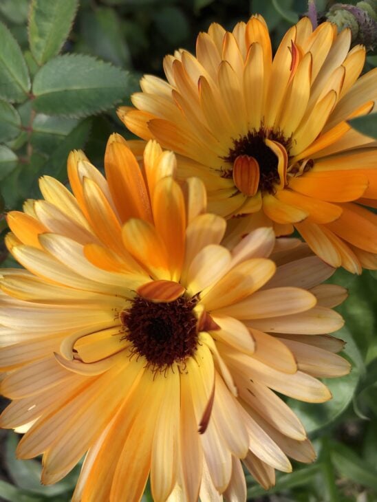 Pot Marigold - Calendula officinalis