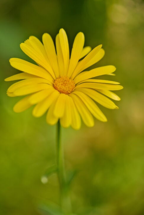 Pot Marigold - Calendula officinalis