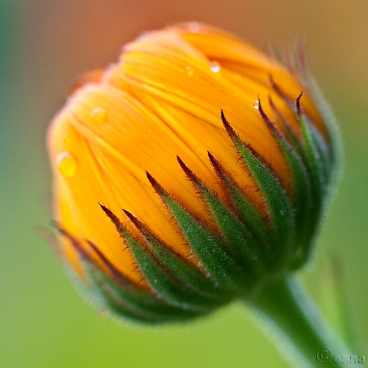 Pot Marigold - Calendula officinalis