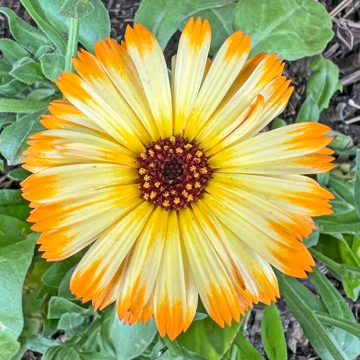 Pot Marigold - Calendula officinalis