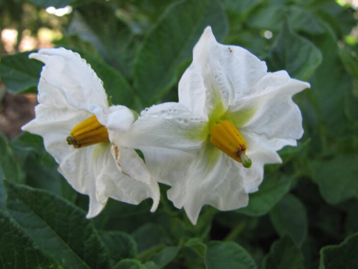 Potato - Solanum tuberosum