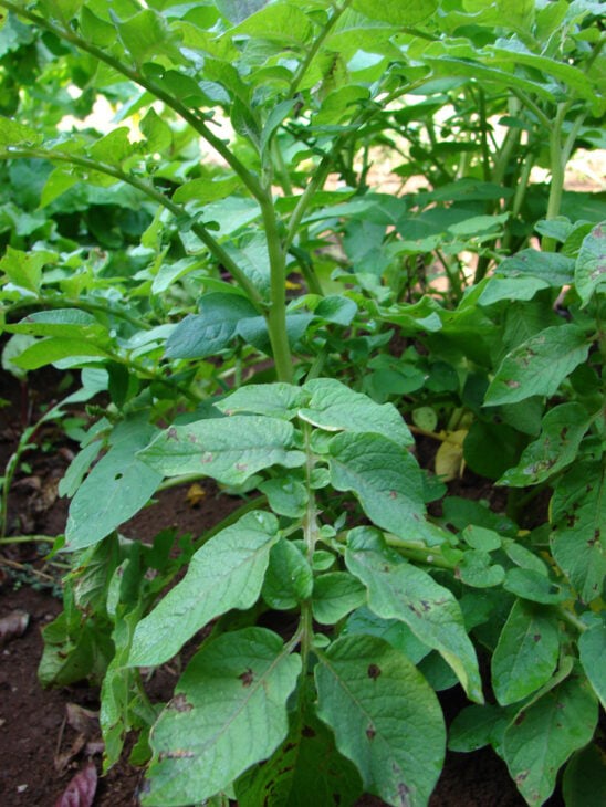 Potato - Solanum tuberosum
