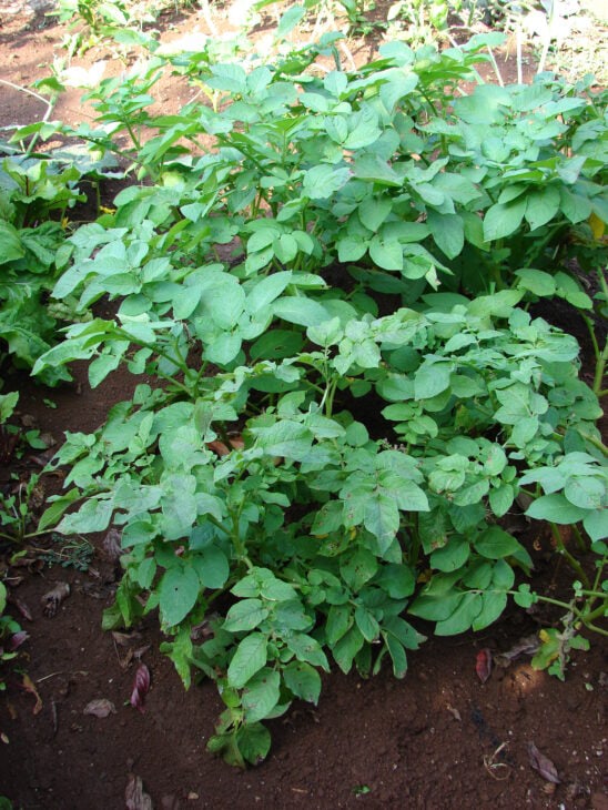 Potato - Solanum tuberosum