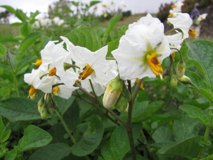 Potato - Solanum tuberosum