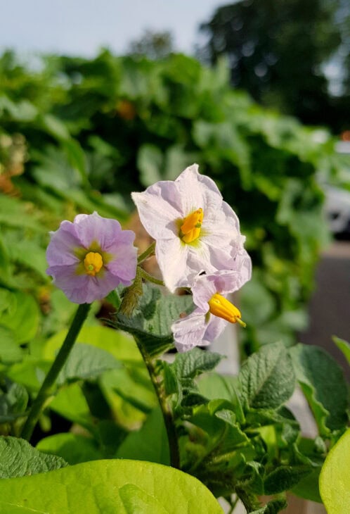 Potato - Solanum tuberosum