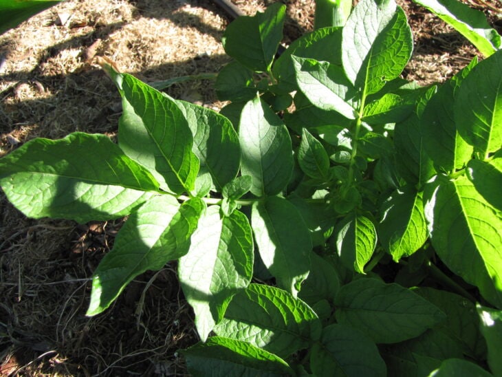 Potato - Solanum tuberosum