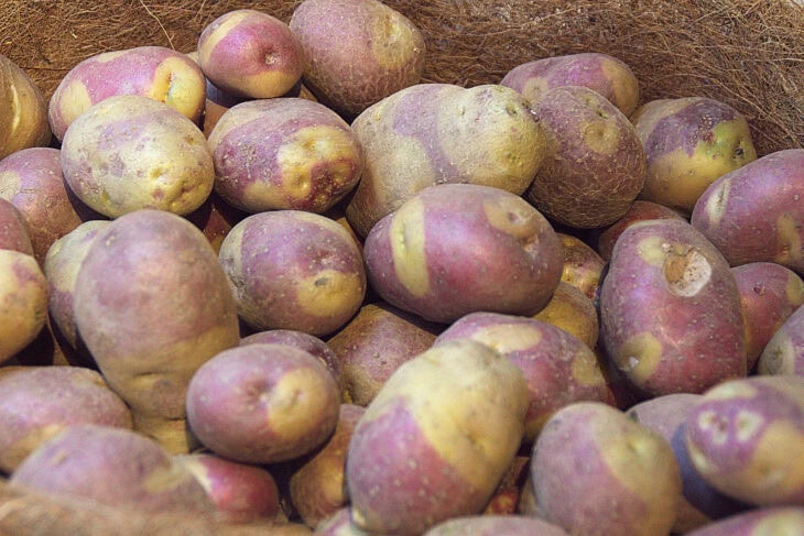 Potato - Solanum tuberosum