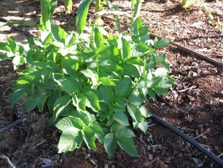 Potato - Solanum tuberosum