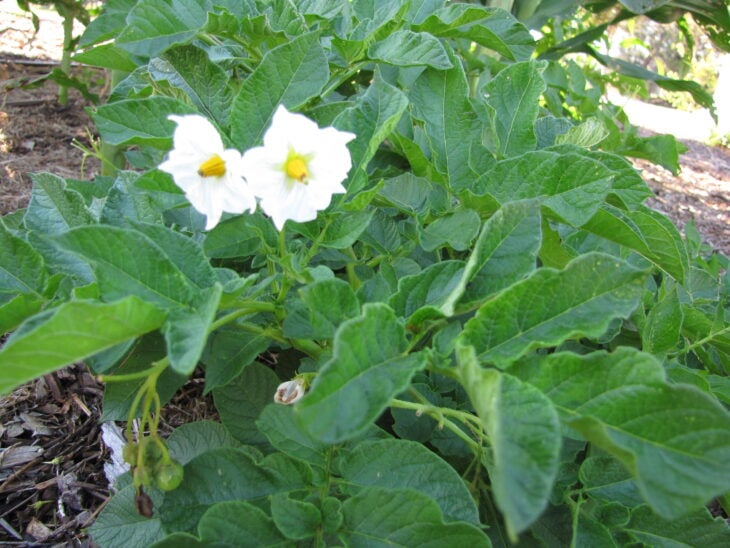 Potato - Solanum tuberosum