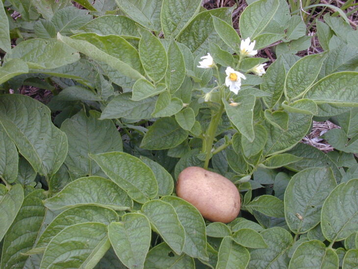 Potato - Solanum tuberosum
