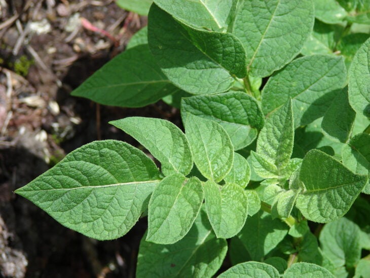 Potato - Solanum tuberosum