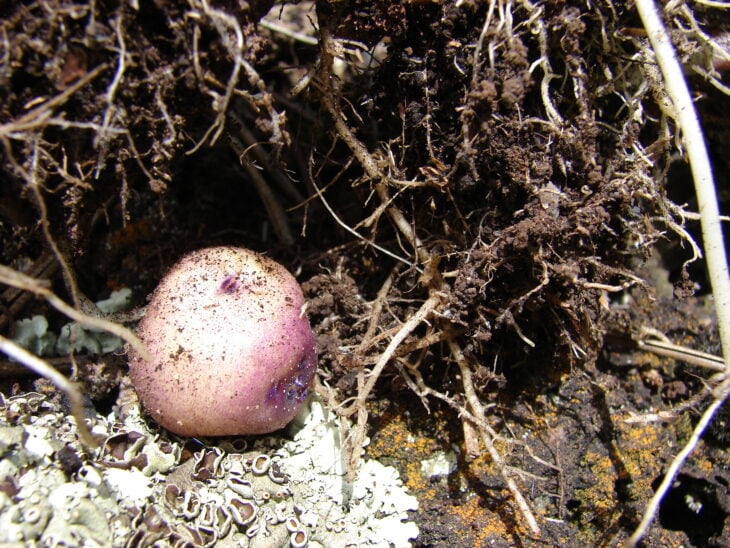 Potato - Solanum tuberosum