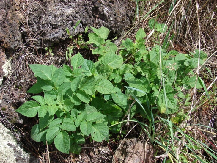 Potato - Solanum tuberosum