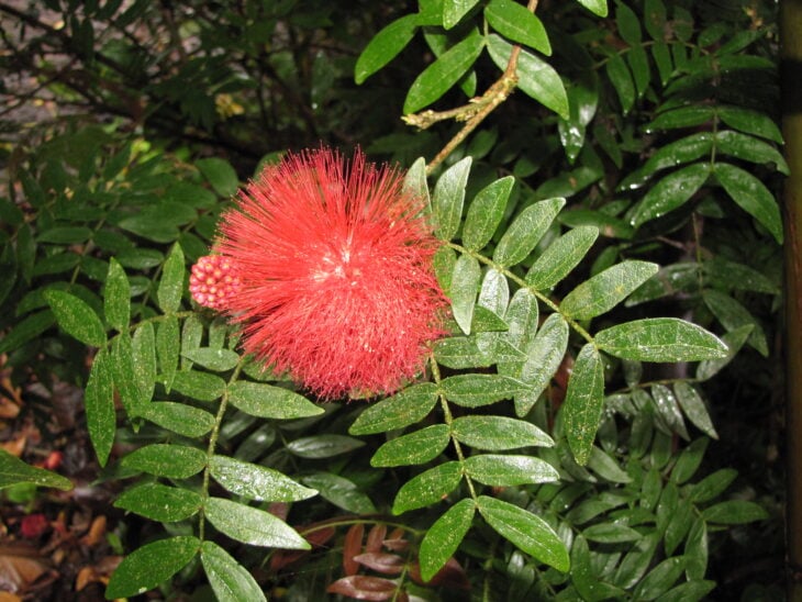 Powderpuff Tree - Calliandra haematocephala