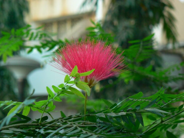 Powderpuff Tree - Calliandra haematocephala