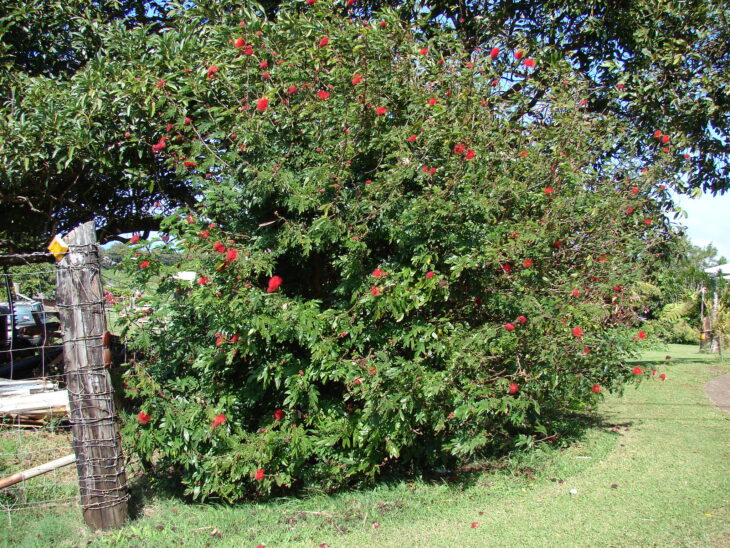 Powderpuff Tree - Calliandra haematocephala
