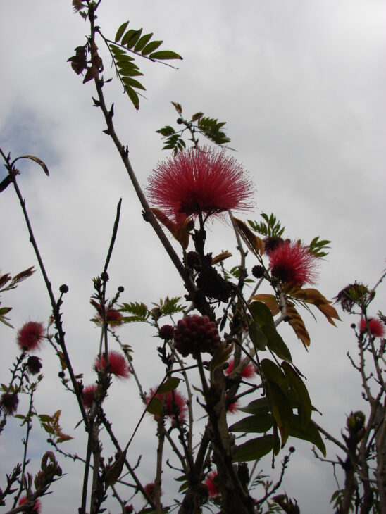 Powderpuff Tree - Calliandra haematocephala