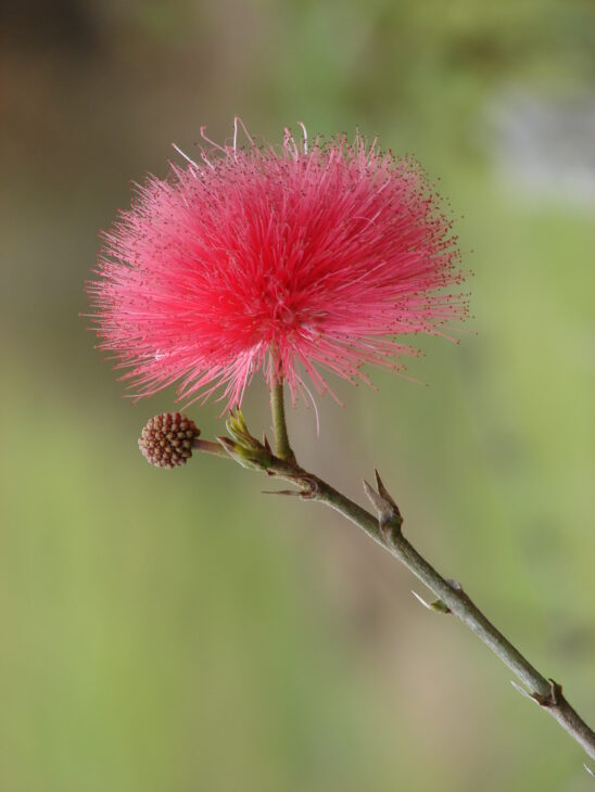 Powderpuff Tree - Calliandra haematocephala