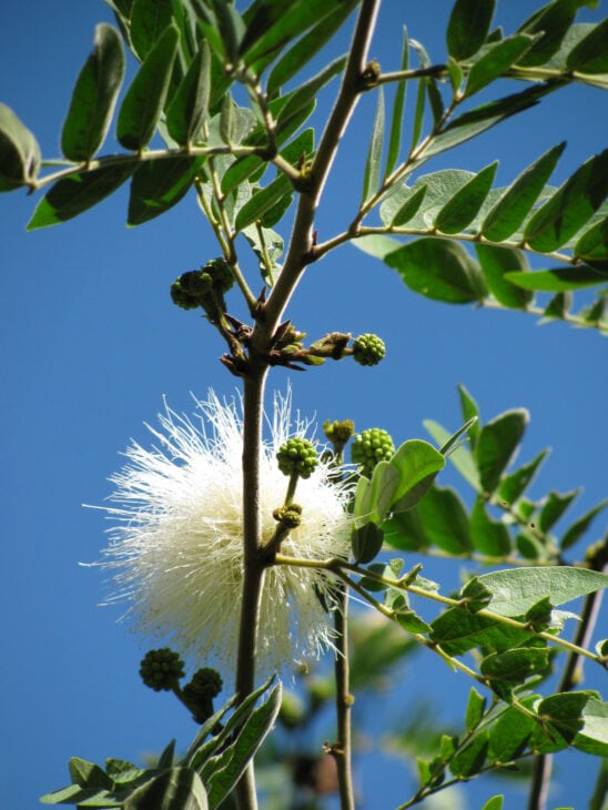 Powderpuff Tree - Calliandra haematocephala