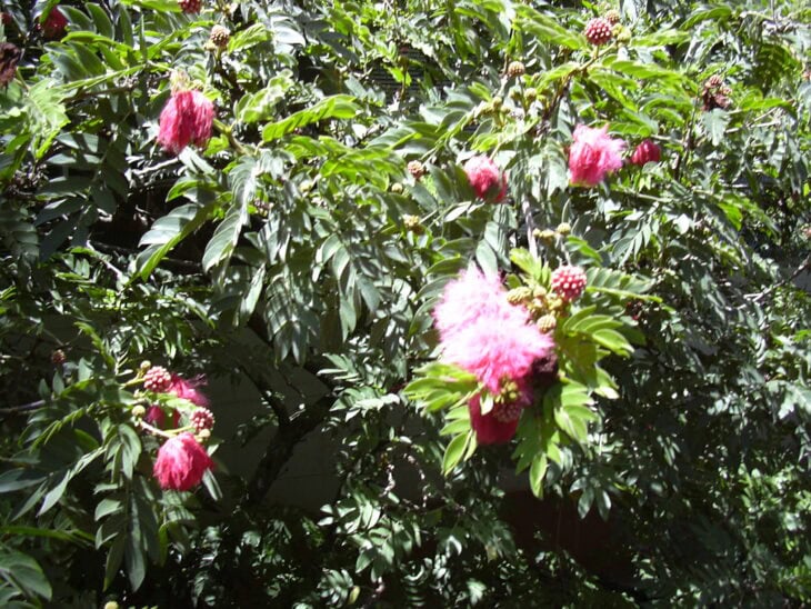 Powderpuff Tree - Calliandra haematocephala