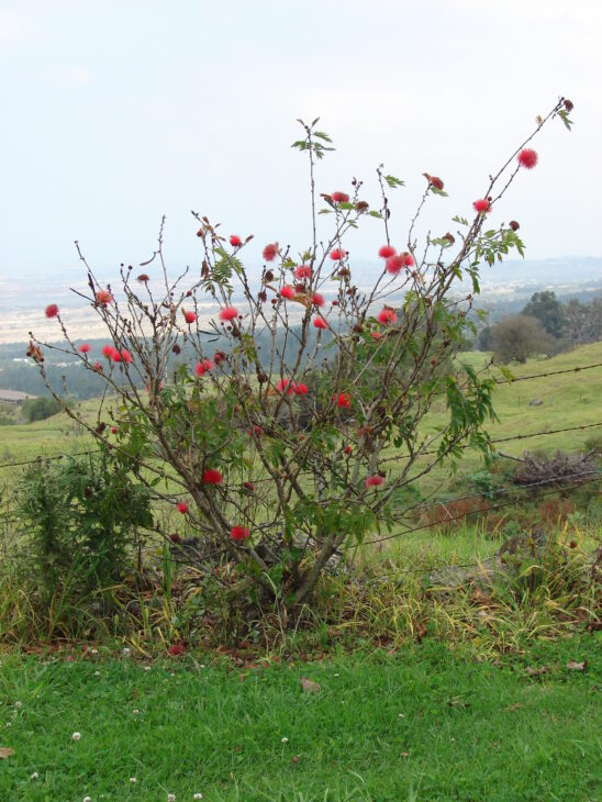 Powderpuff Tree - Calliandra haematocephala