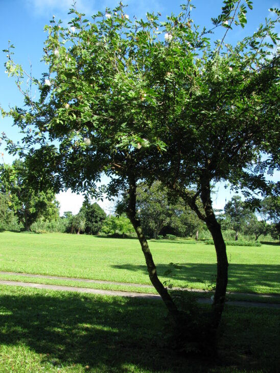 Powderpuff Tree - Calliandra haematocephala