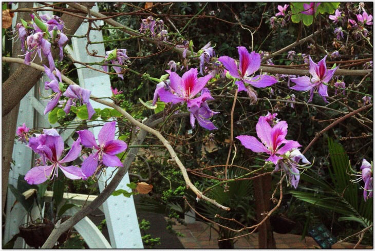 Purple Orchid Tree - Bauhinia variegata