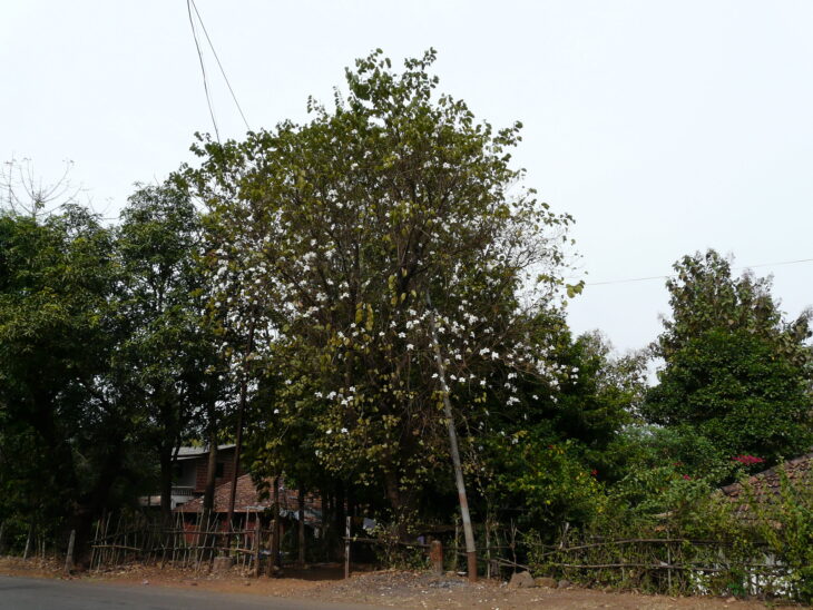 Purple Orchid Tree - Bauhinia variegata