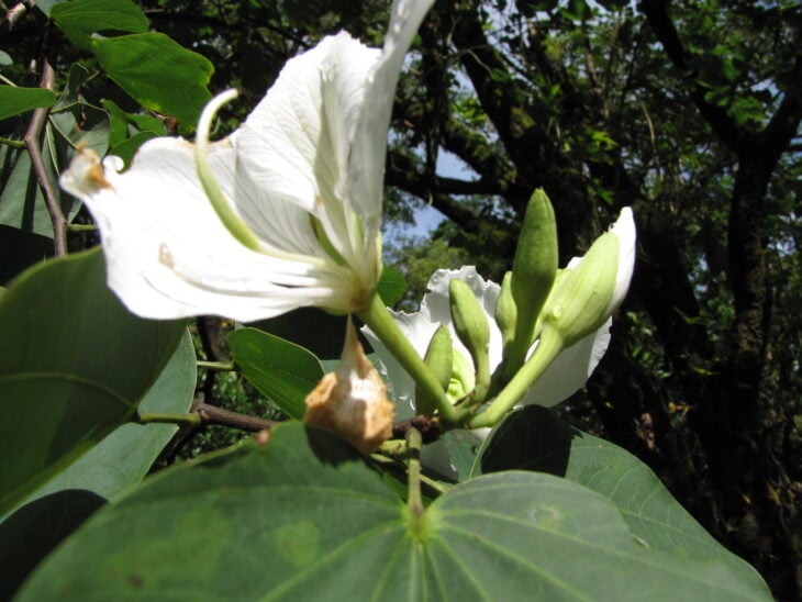 Purple Orchid Tree - Bauhinia variegata