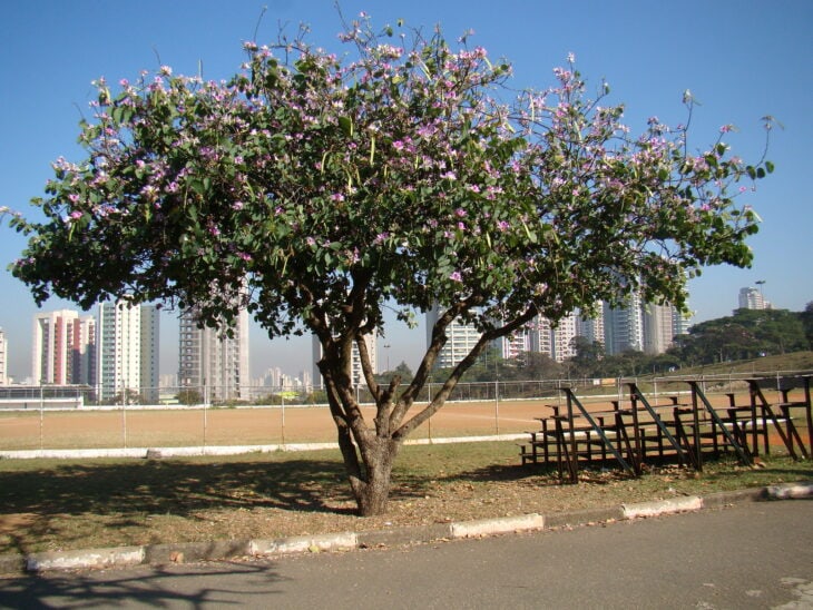 Purple Orchid Tree - Bauhinia variegata