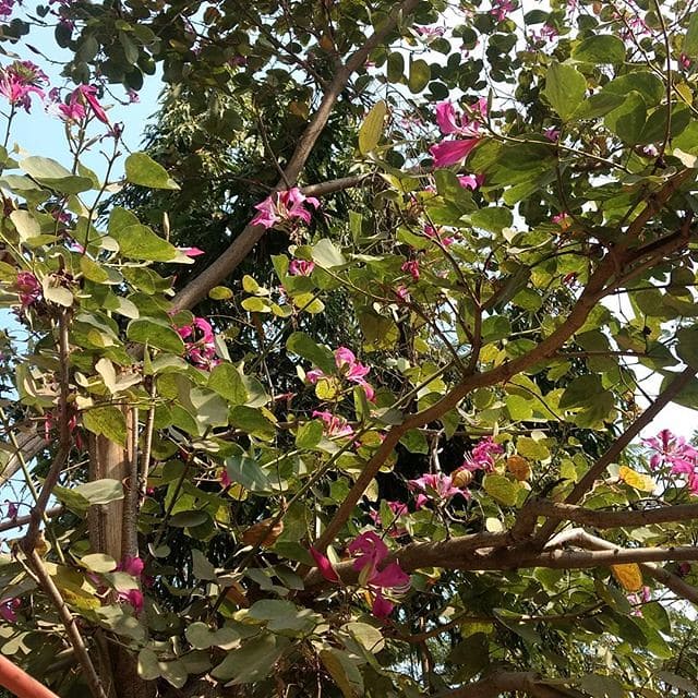 Purple Orchid Tree - Bauhinia variegata