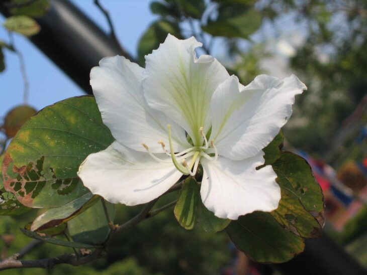 Purple Orchid Tree - Bauhinia variegata