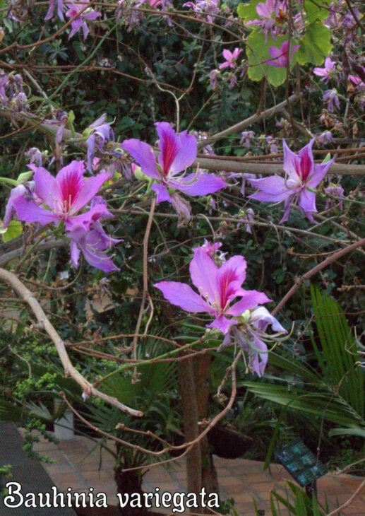Purple Orchid Tree - Bauhinia variegata