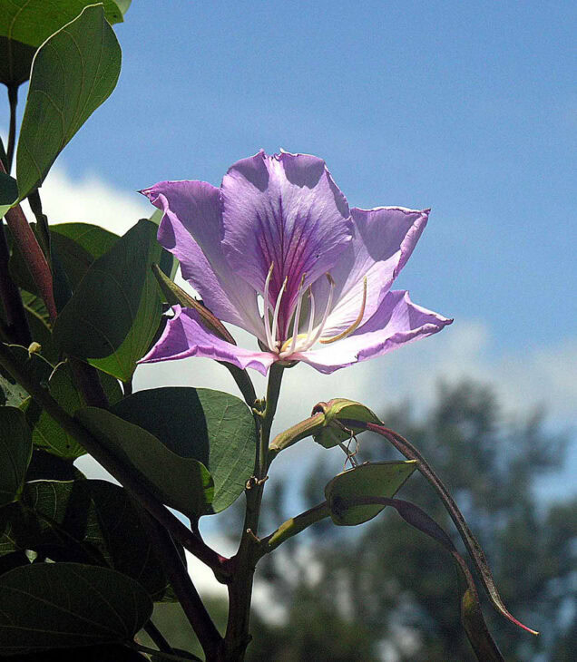 Purple Orchid Tree - Bauhinia variegata