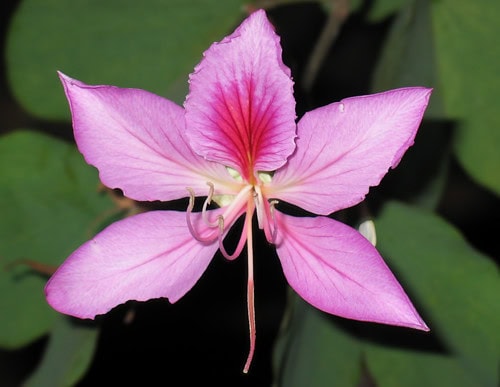 Purple Orchid Tree - Bauhinia variegata