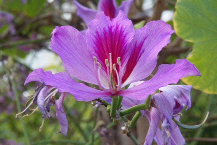 Purple Orchid Tree - Bauhinia variegata