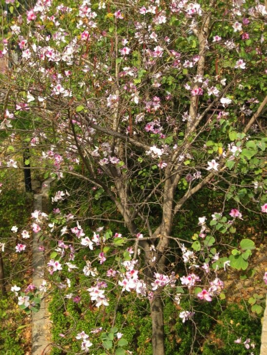 Purple Orchid Tree - Bauhinia variegata