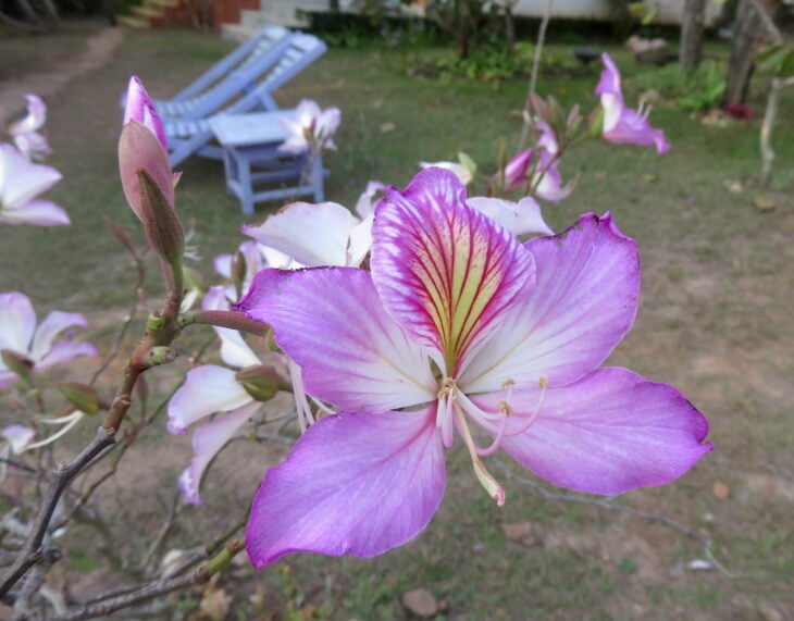 Purple Orchid Tree - Bauhinia variegata