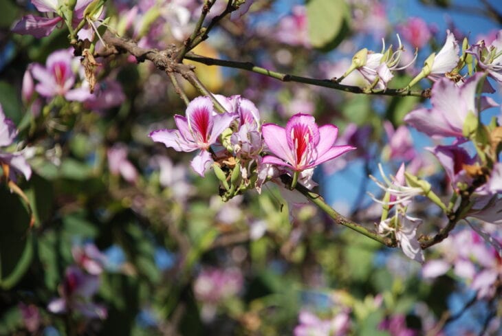 Purple Orchid Tree - Bauhinia variegata