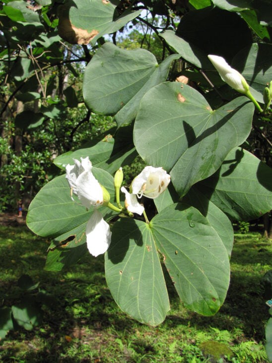 Purple Orchid Tree - Bauhinia variegata