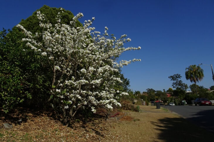 Purple Orchid Tree - Bauhinia variegata
