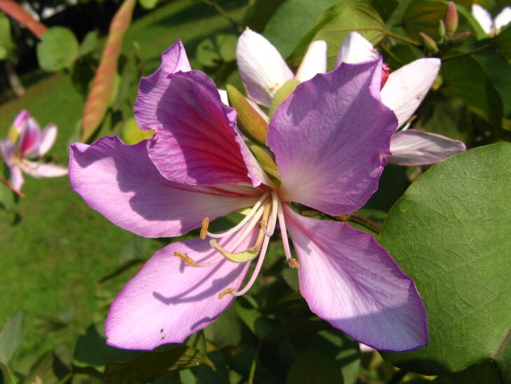 Purple Orchid Tree - Bauhinia variegata