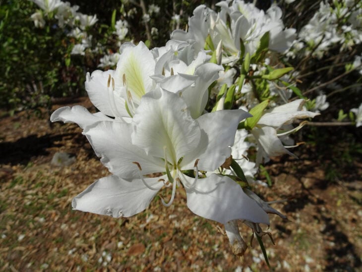 Purple Orchid Tree - Bauhinia variegata