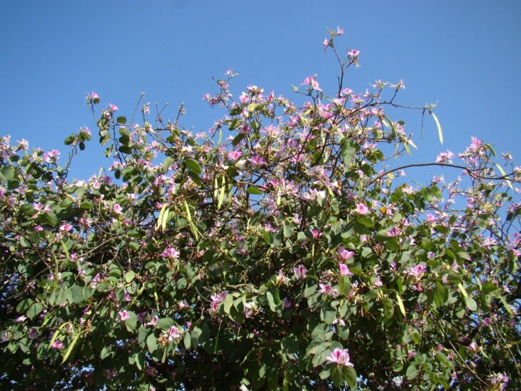 Purple Orchid Tree - Bauhinia variegata