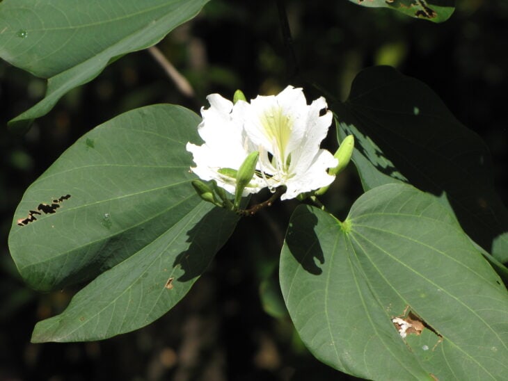 Purple Orchid Tree - Bauhinia variegata