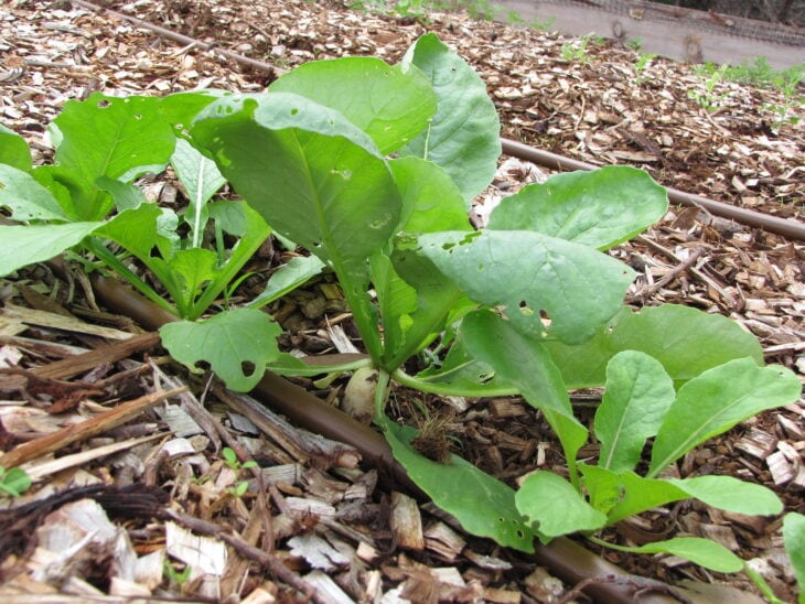 Radish - Raphanus sativus