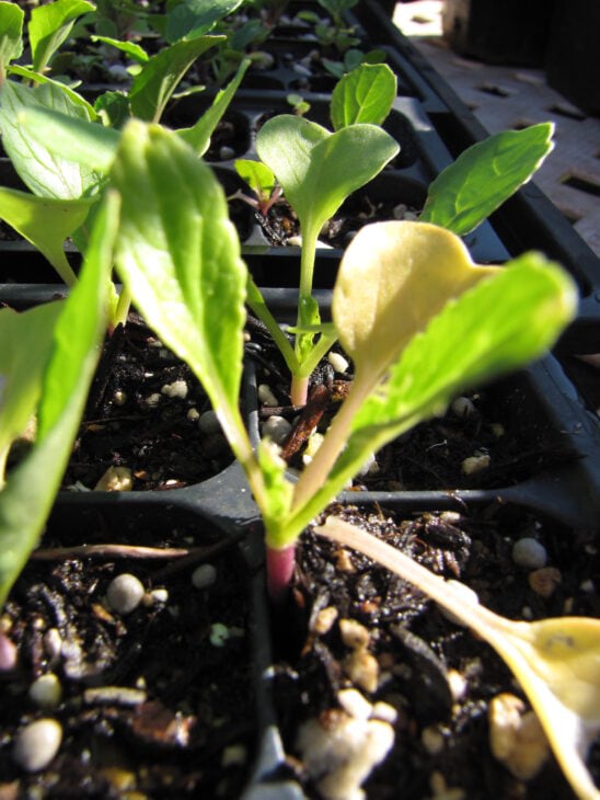 Radish - Raphanus sativus