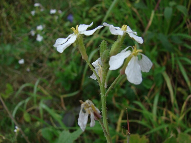 Radish - Raphanus sativus