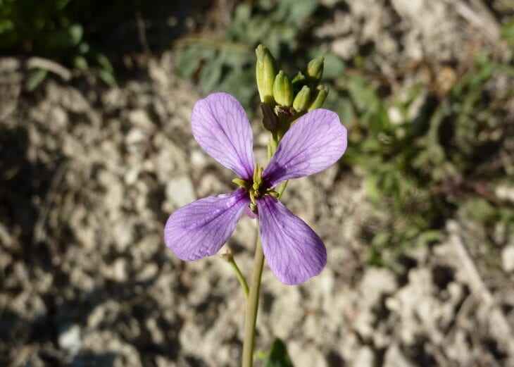 Radish - Raphanus sativus