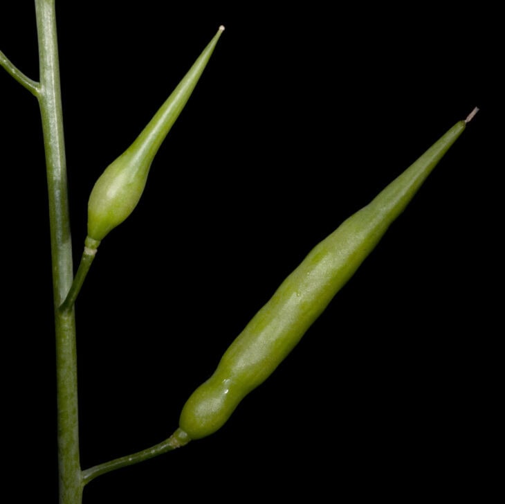 Radish - Raphanus sativus